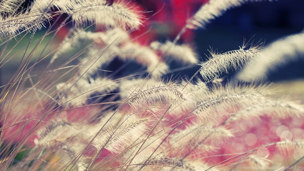 Beautiful Computer Wallpapers, Desktop Backgrounds