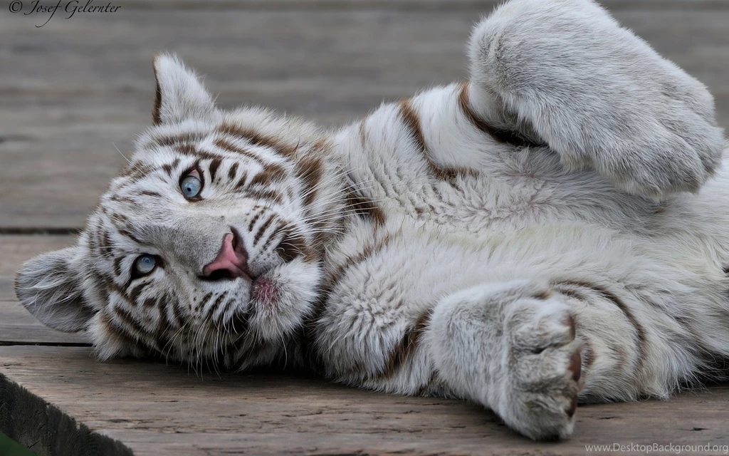 194 White Tiger HD Wallpapers