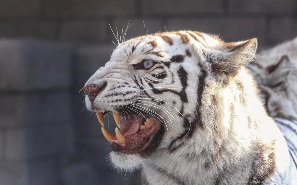 Bengal Tiger Live Wallpapers Android Apps On Google Play