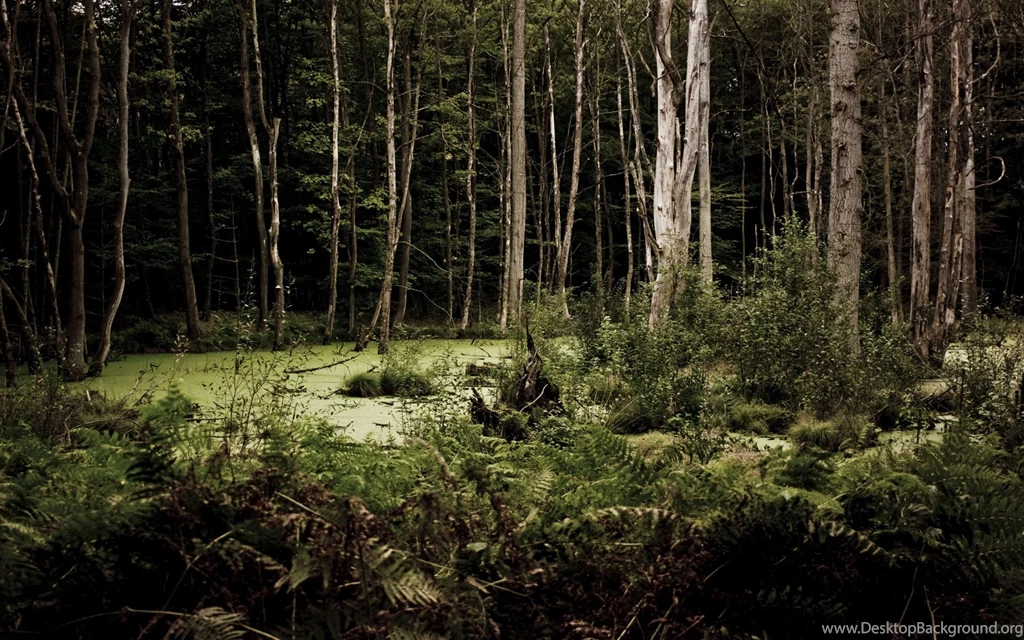 Woods Backgrounds