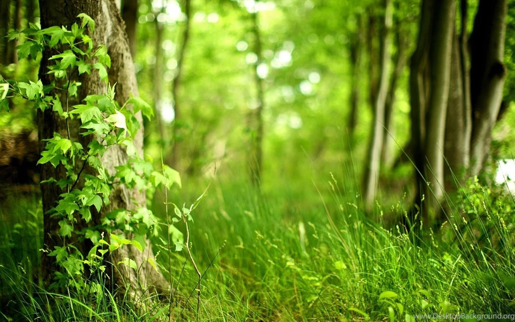 Woods Backgrounds HD Wallpapers