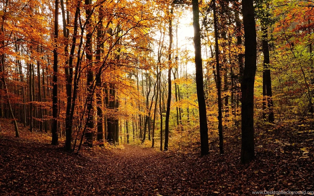 Woods Backgrounds Wallpapers Desktopwallpapers