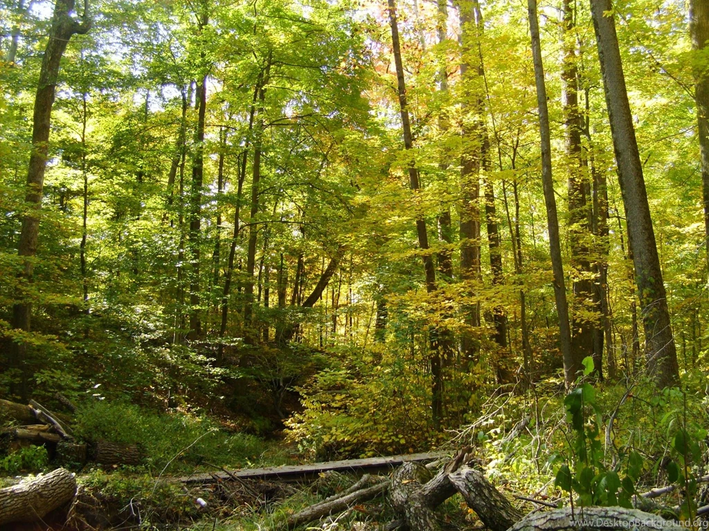 Wood HD Wallpaper Backgrounds