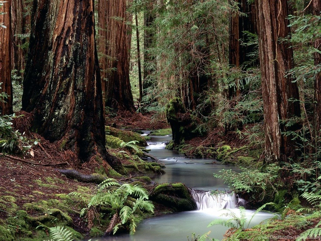 Montgomery Woods State Reserve, California < Nature < Life ...