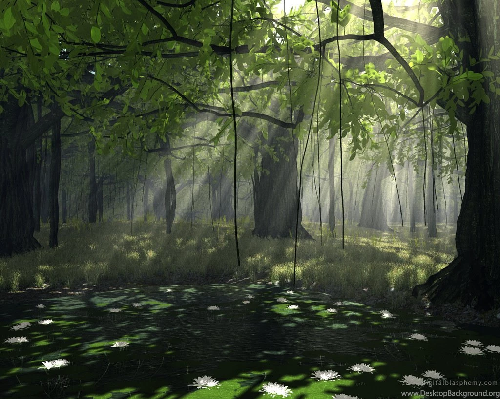 Woods Picture Forest Wallpapers