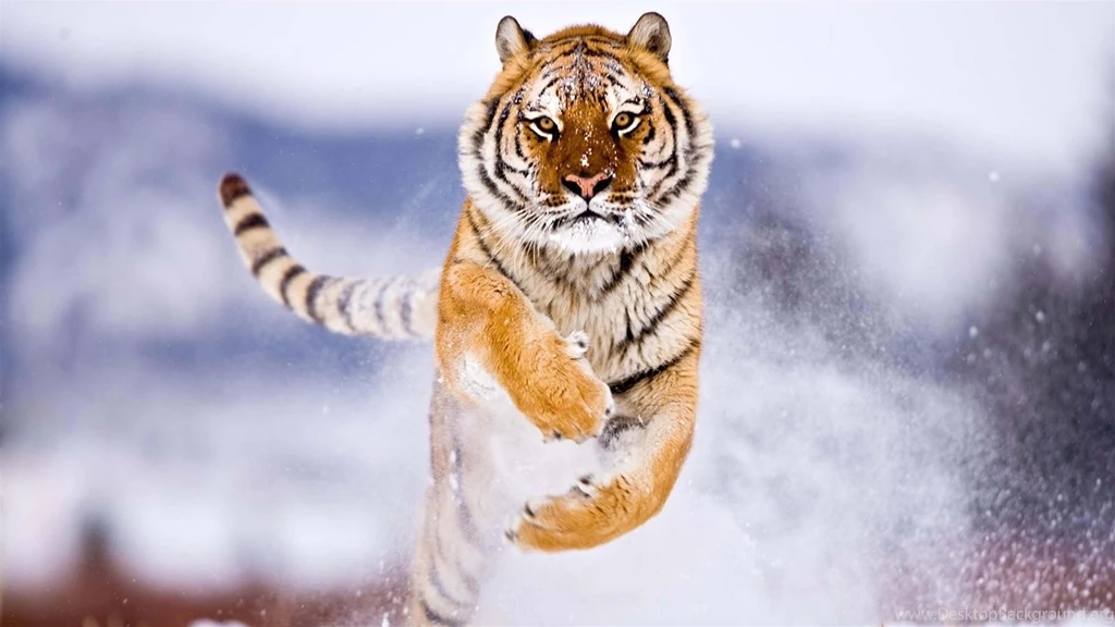 Tiger Wallpapers @CUF « Wallx