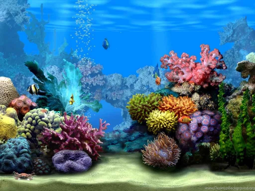 Wallpapers Swim Habitat Among The Coral Reef As They Along Ocean ...