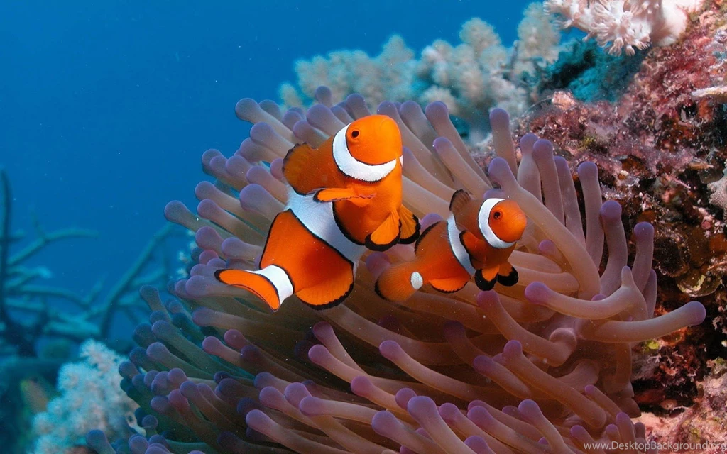 Wallpapers Of Two Clown Fish On The Ocean Floor Hd Animals ...