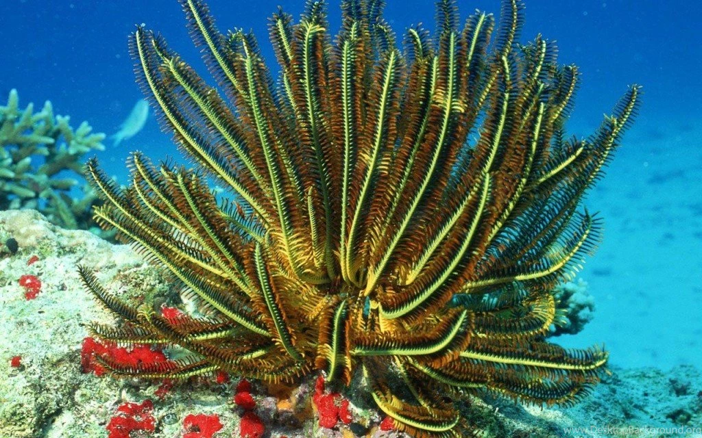 Ocean Floor Wallpaper, Wallpaper, Ocean Floor Wallpapers Hd ...