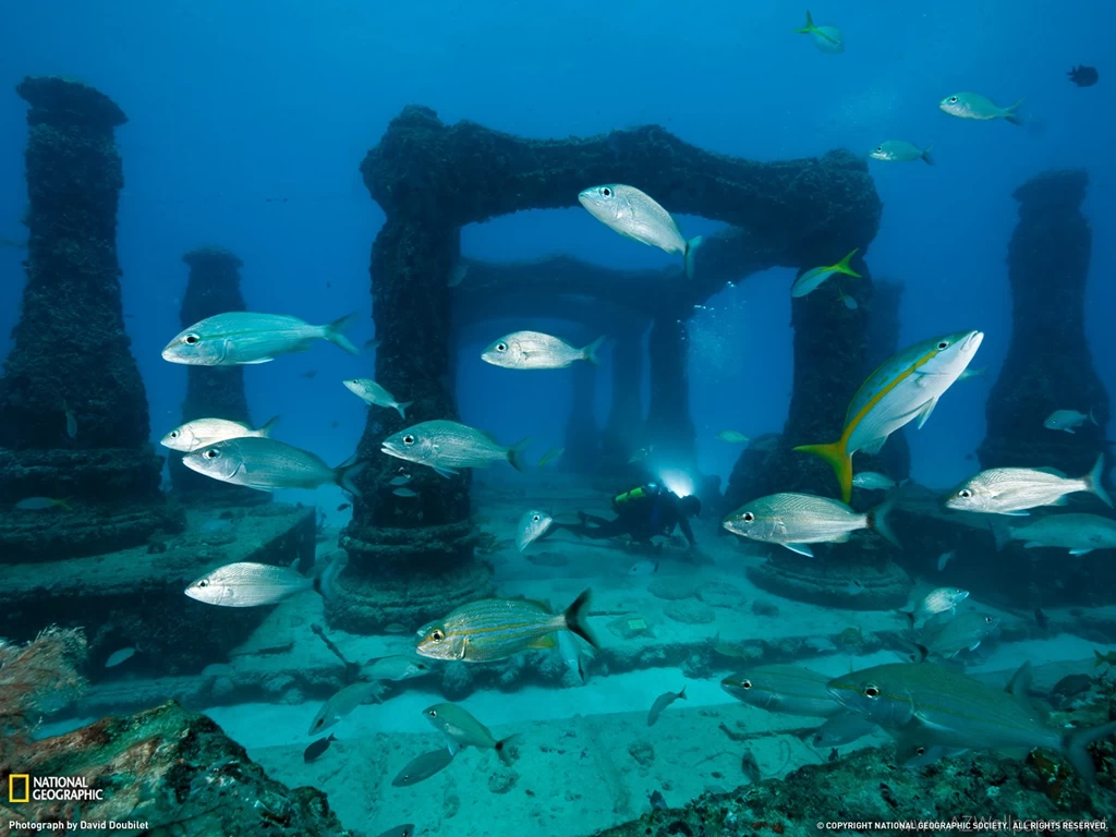 Diving Picture – Underwater Wallpapers – National Geographic Photo ...