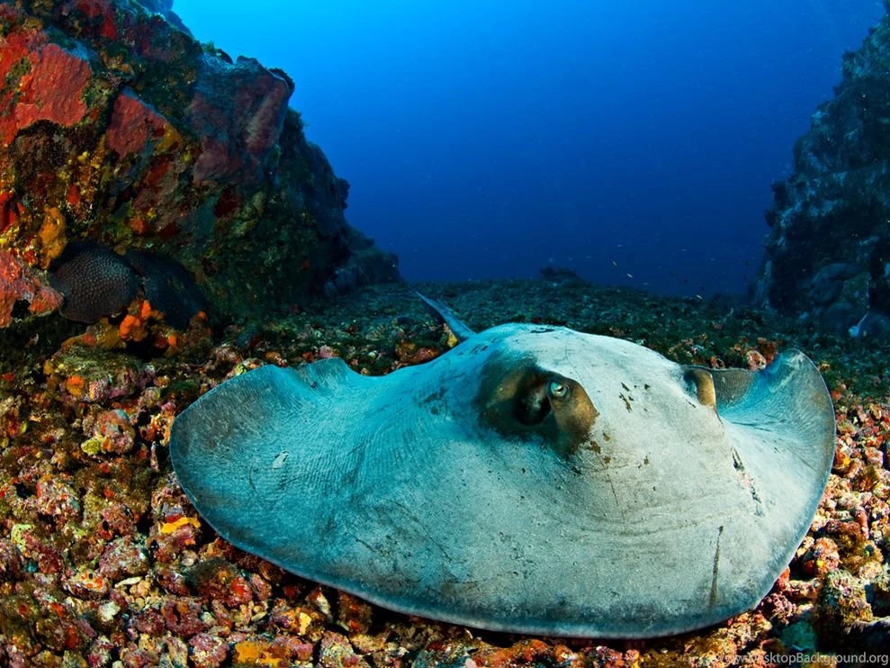 Stingray