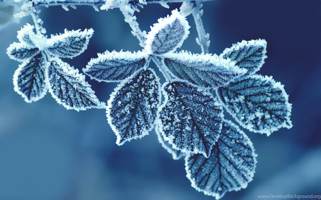 Cold Leaves Wallpapers