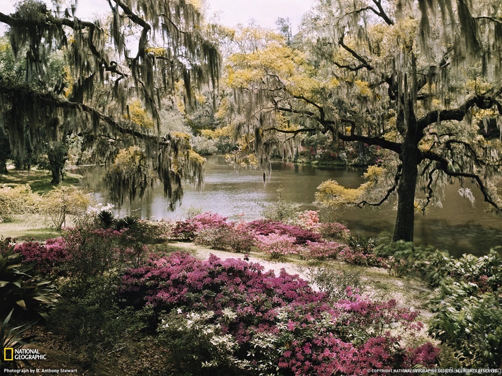 Middleton Place Picture Garden Wallpapers National Geographic ...