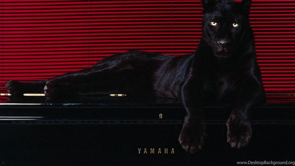 Animals Puma Pantera Wallpapers