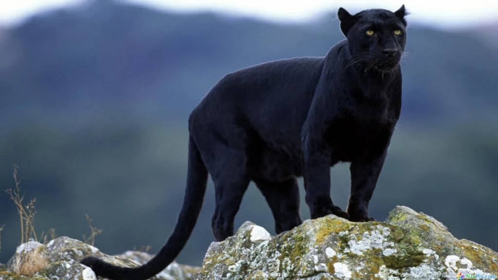 Animal
