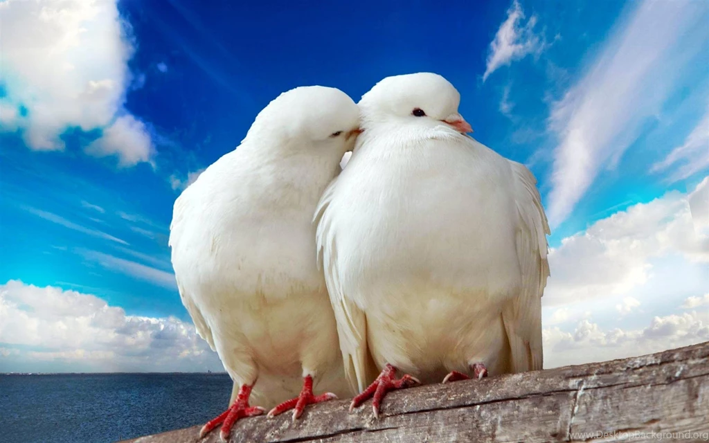 Animals Wallpapers Free Download 1920 1200 22722 Hd Wallpapers Res ...