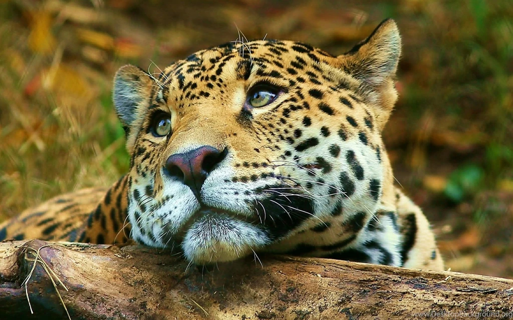 Free Animal Wallpapers
