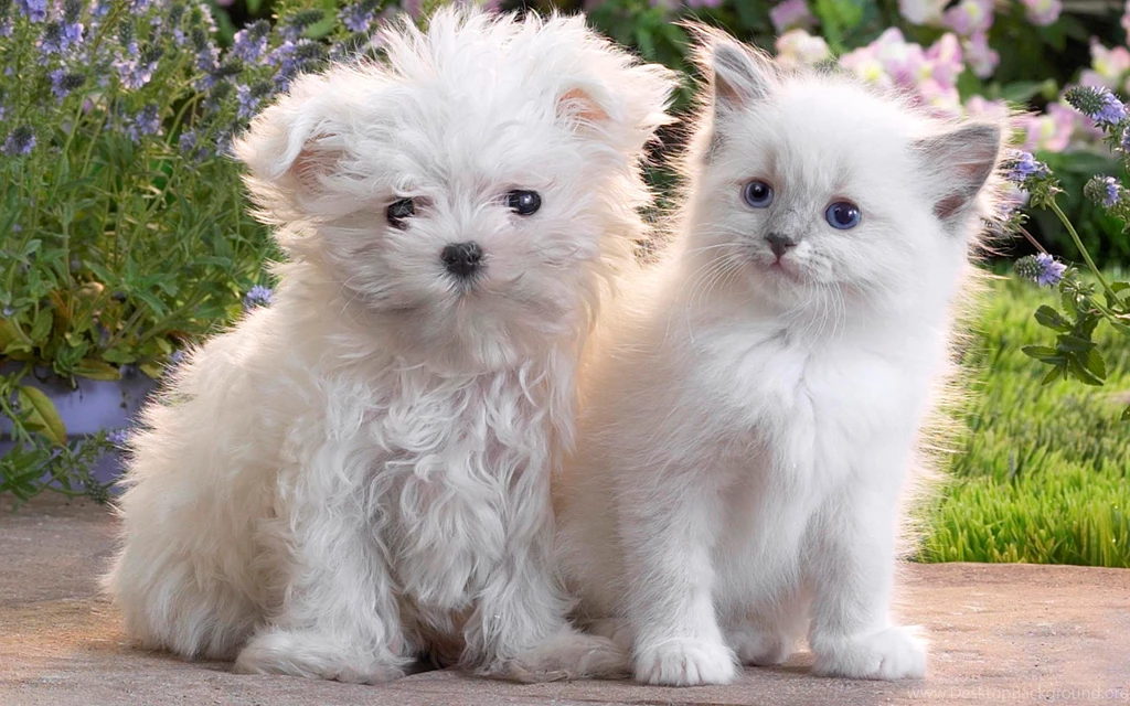 Animal Wallpapers Full HD With HD Wallpapers   Kemecer.com