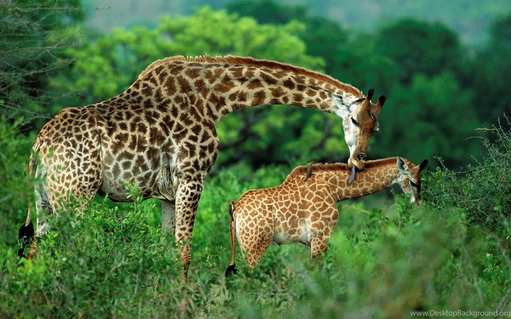 Animal Giraffe With Their Child Wallpapers Free Download