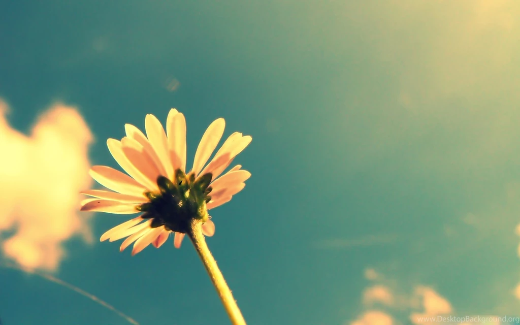 Flowers Backgrounds Wallpapers In HD New HD Wallpapers