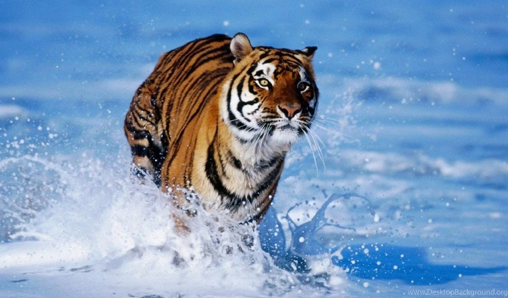 Hd Wallpapers For Desktop