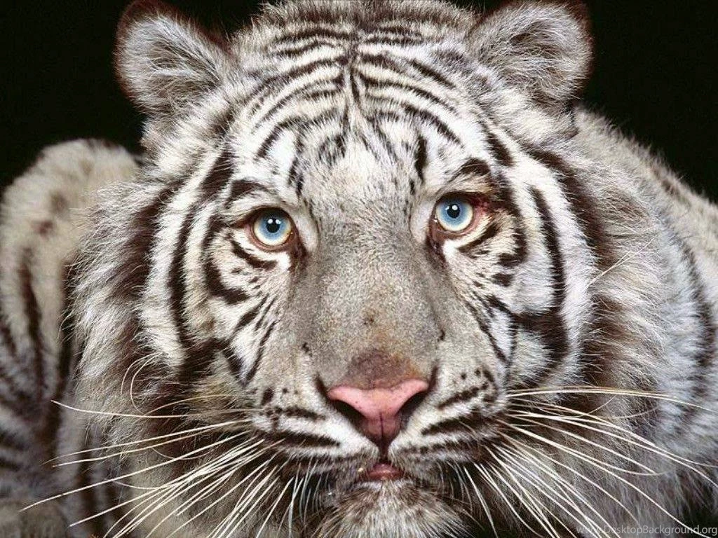 Free Animal Wallpapers Of Tiger