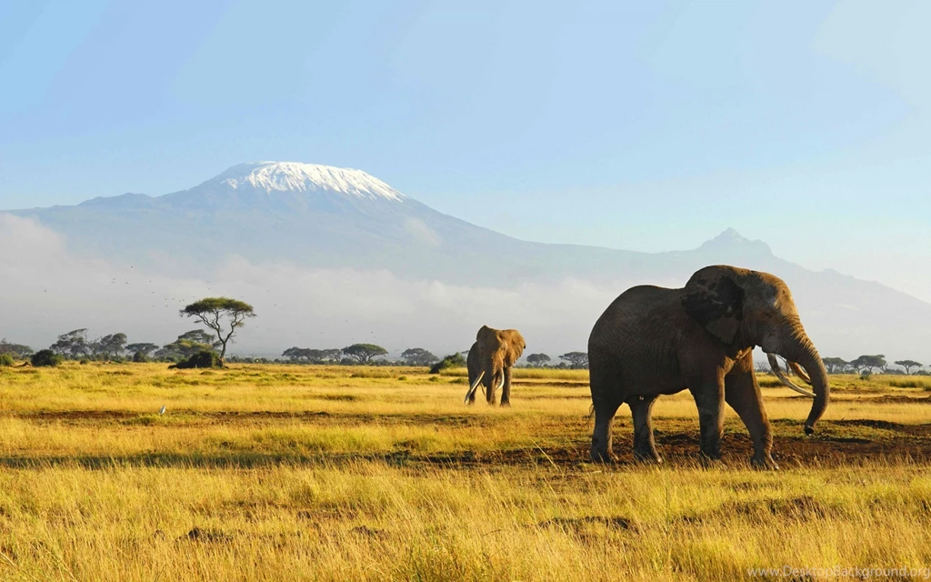 Amazing Wildlife Wallpapers