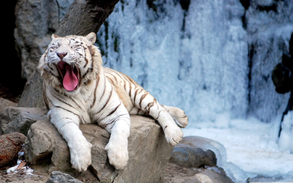 Yawning Tiger Wildlife Wallpapers   2560x1600 Wallpapers Download ...