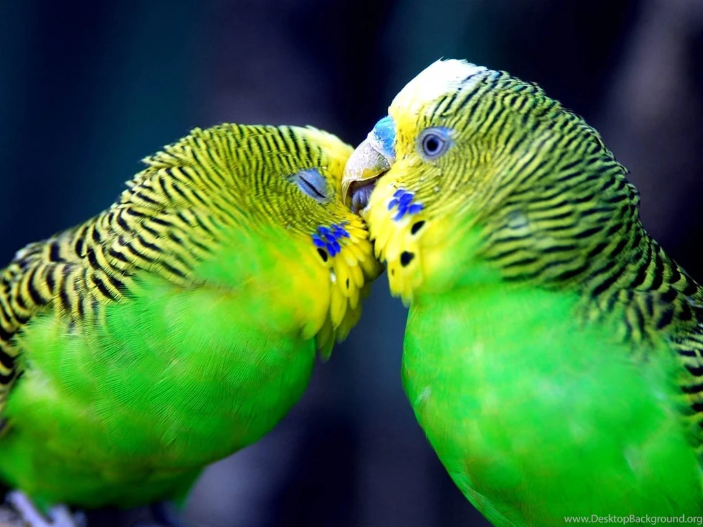 Birds Wildlife Wallpapers [2]   (