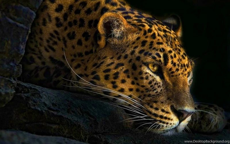 Animals,seals Seals Animals Wildlife Baby Animals 3216x2136 ...