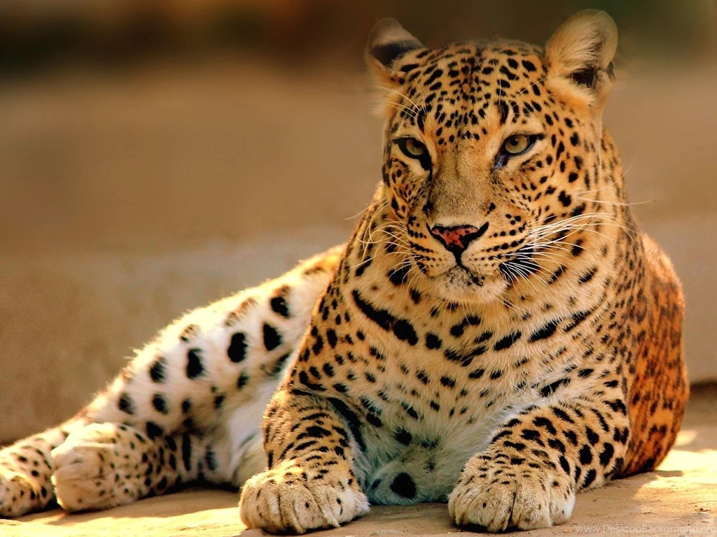 1600x1200 Leopard Wildlife Wallpapers