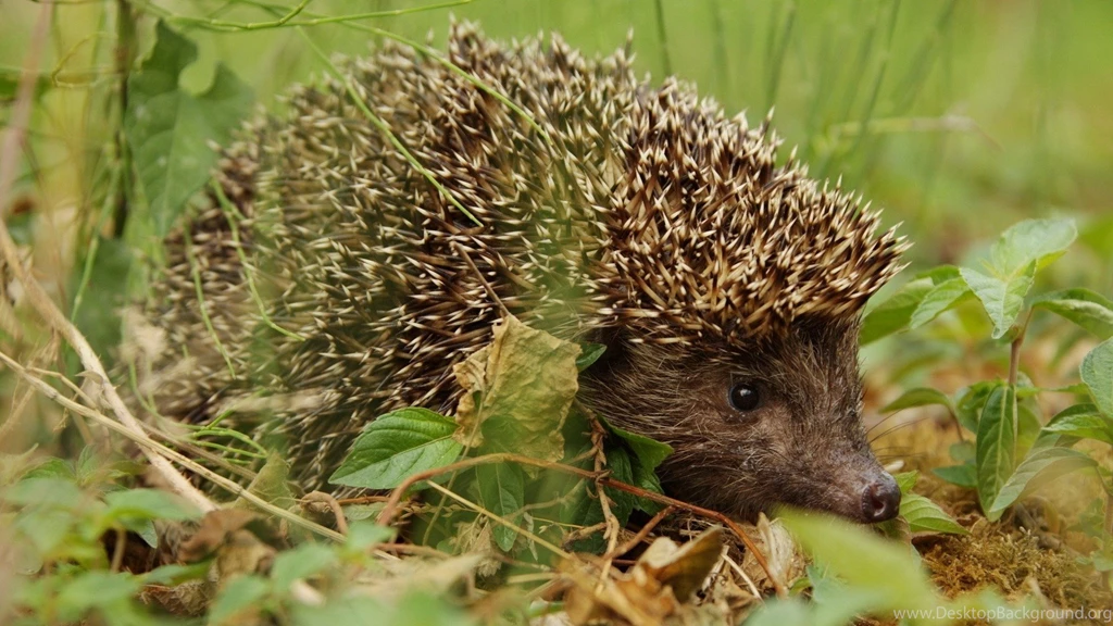 Wallpapers Wildlife Wallpapers Animal Animal Hd Wallpapers 1920x1200 ...