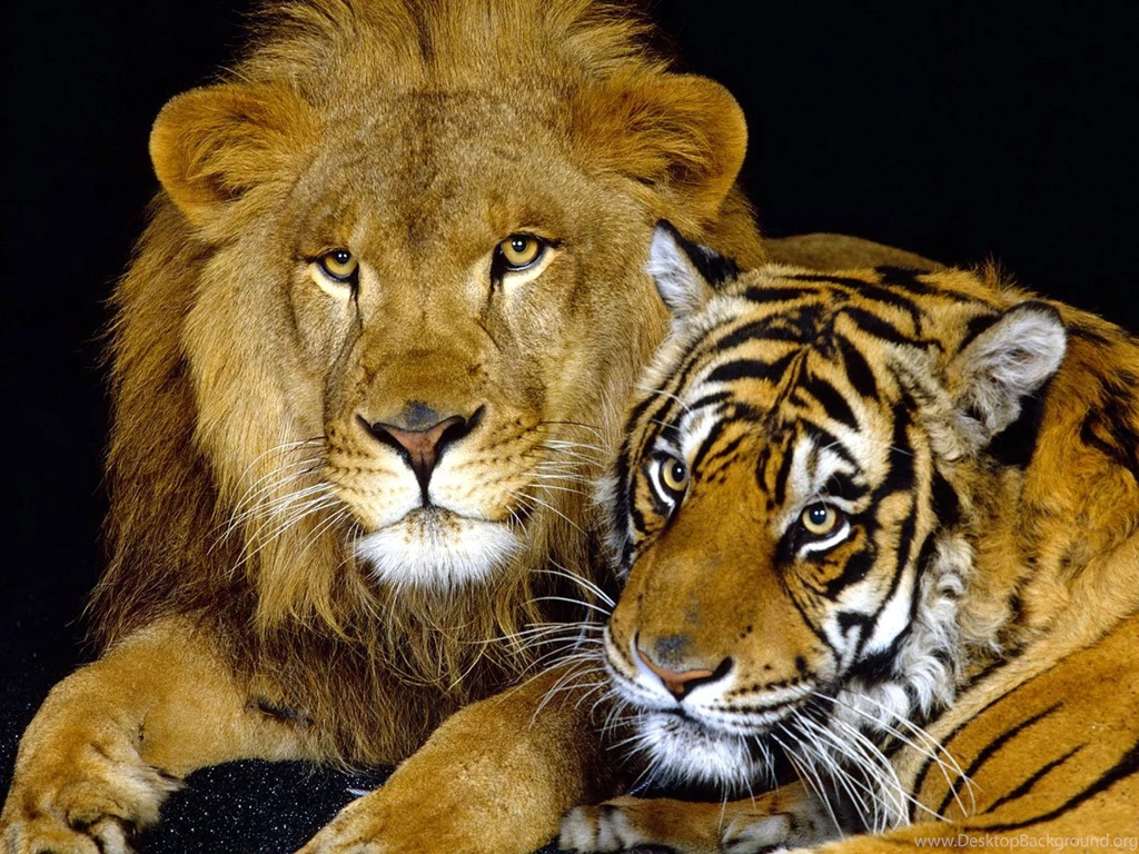Lion In The Wild Wallpapers