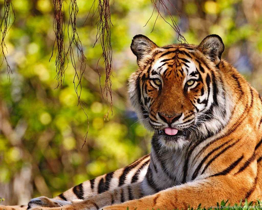 Download The Relaxing Tiger Wallpaper, Relaxing Tiger iPhone ...