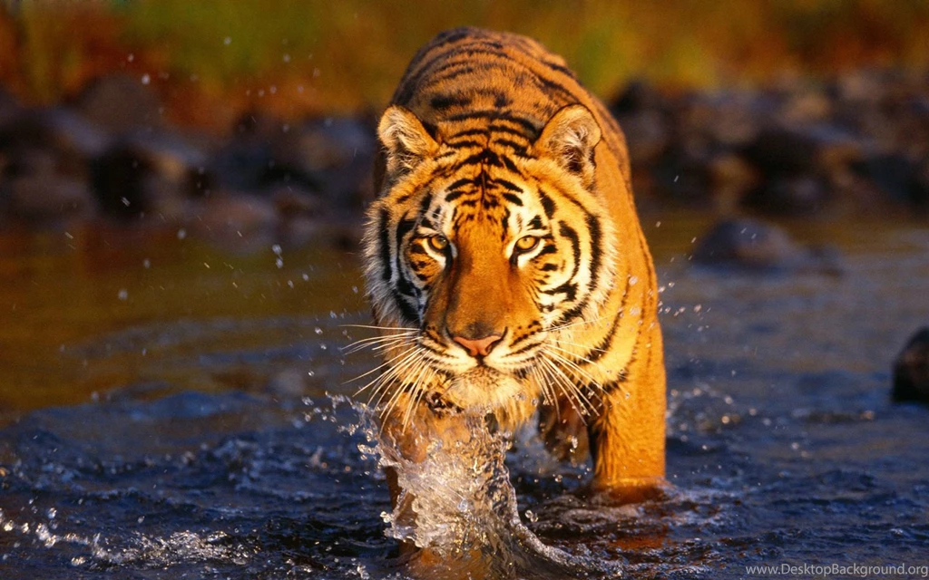 Tiger Wallpapers, Desktop Wallpapers » GoodWP.com