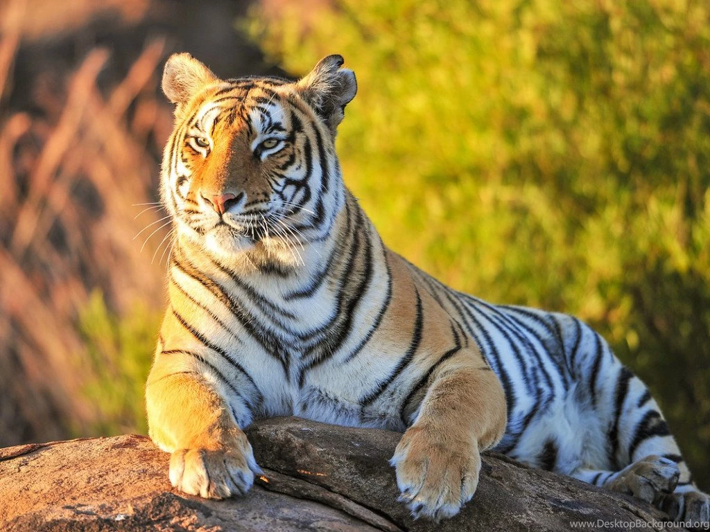 Tiger HD Wallpapers