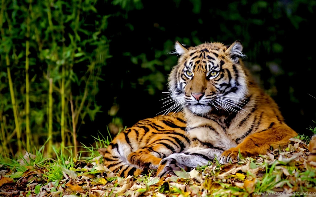 Cats: WILDLIFE SUPREME Power Gorgeous Predator Wild Tiger Photos ...
