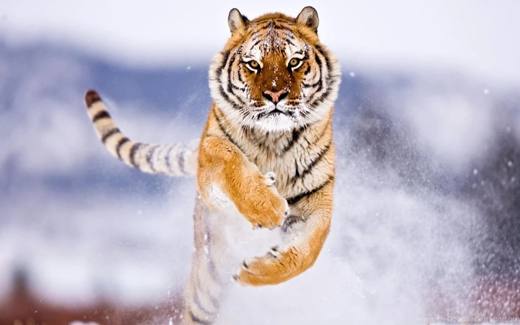 Tigers