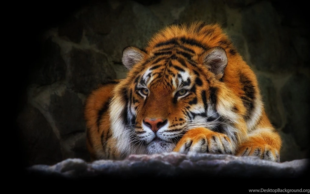 Wild Cat Tiger Wallpapers HD Free Download
