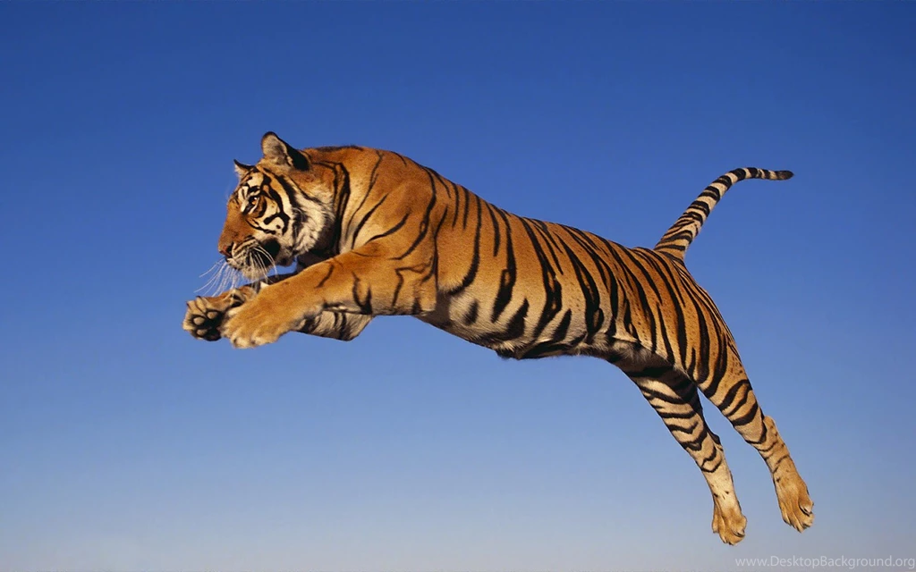Tigers Tigers Running Jumping In The Wild Wallpapers High Quality ...