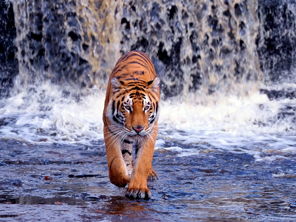 Tiger Wallpapers 667 Photos Cool