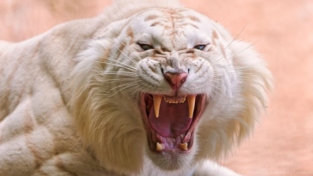 Angry White Tiger Wallpapers