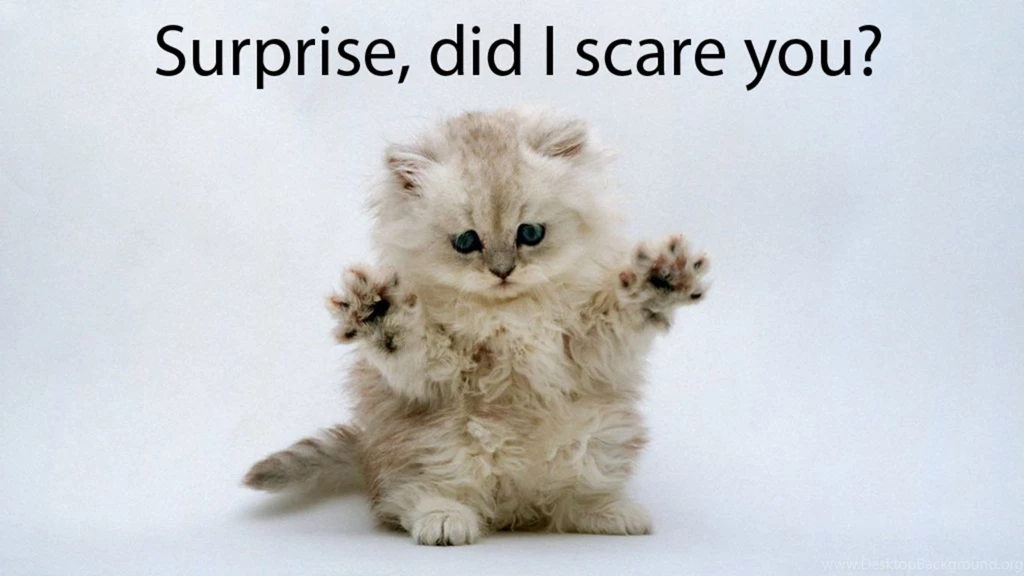 Funny Cat Pic Collection (48+)