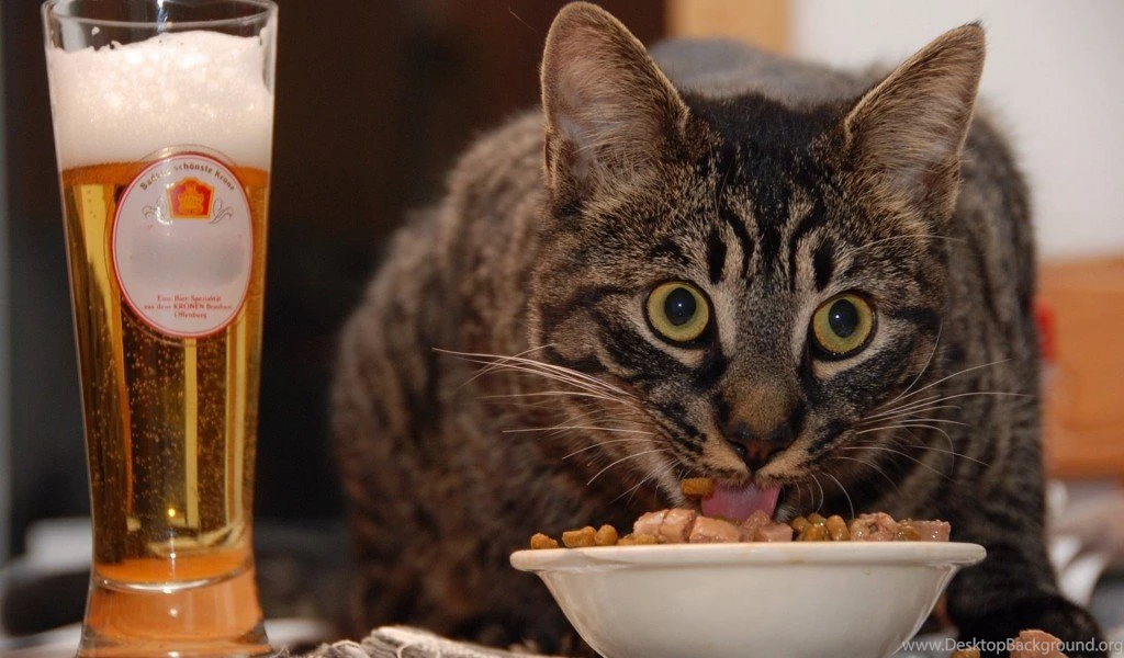 Funny Cat Desktop Wallpapers