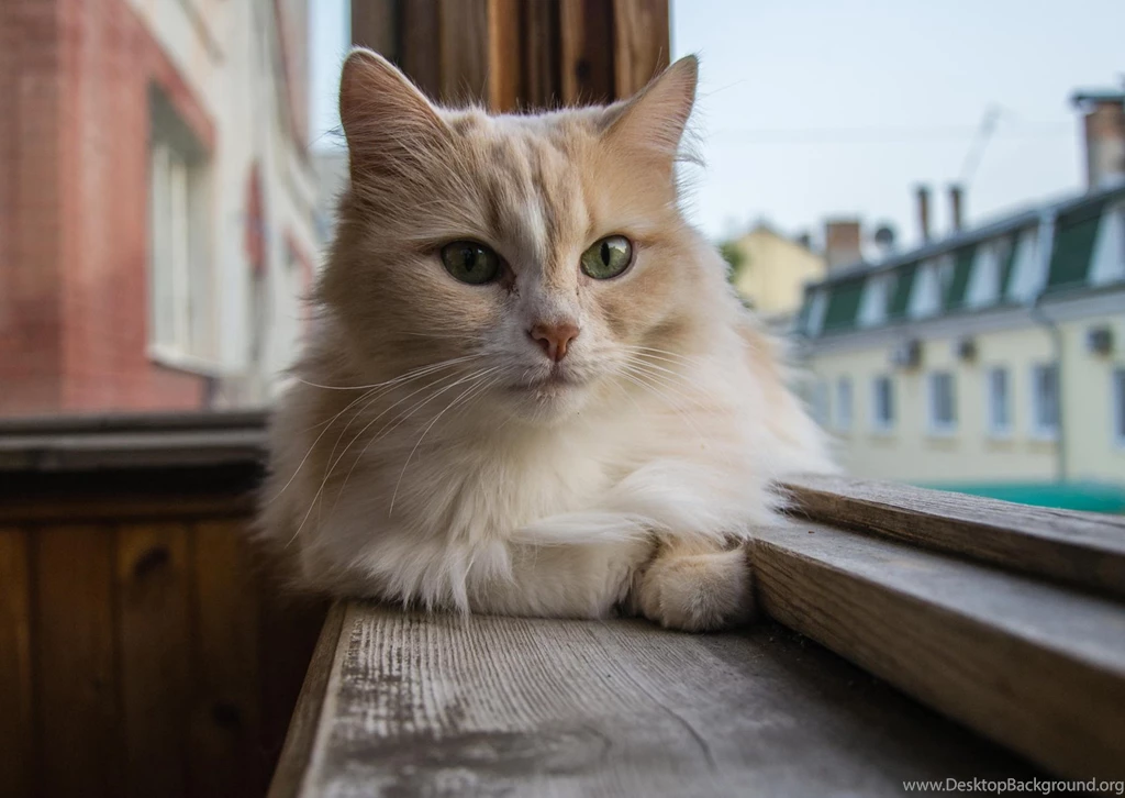 Cute Cat Wallpapers, Kitten Images, Claws, Pussycat Photos, Funny ...