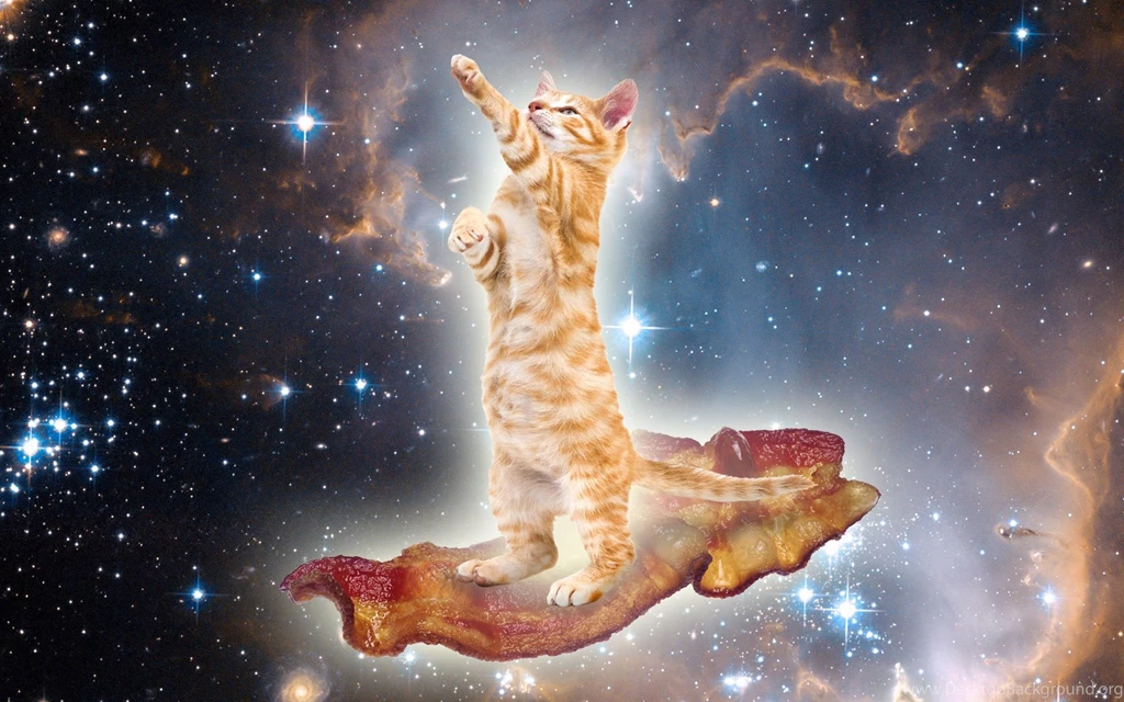 Download The Cat Bacon Wallpaper, Cat Bacon iPhone Wallpaper, Cat ...
