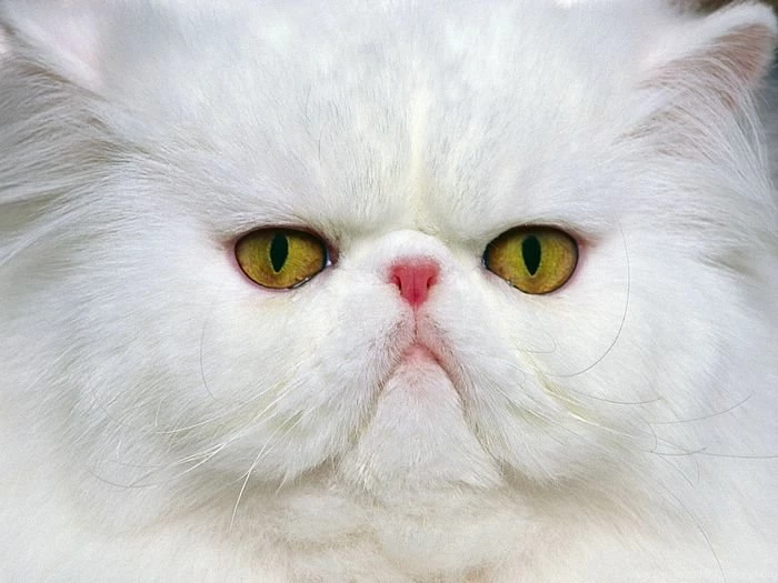 1600*1200 Funny Cat Photo Wallpapers 7 Wallcoo.net