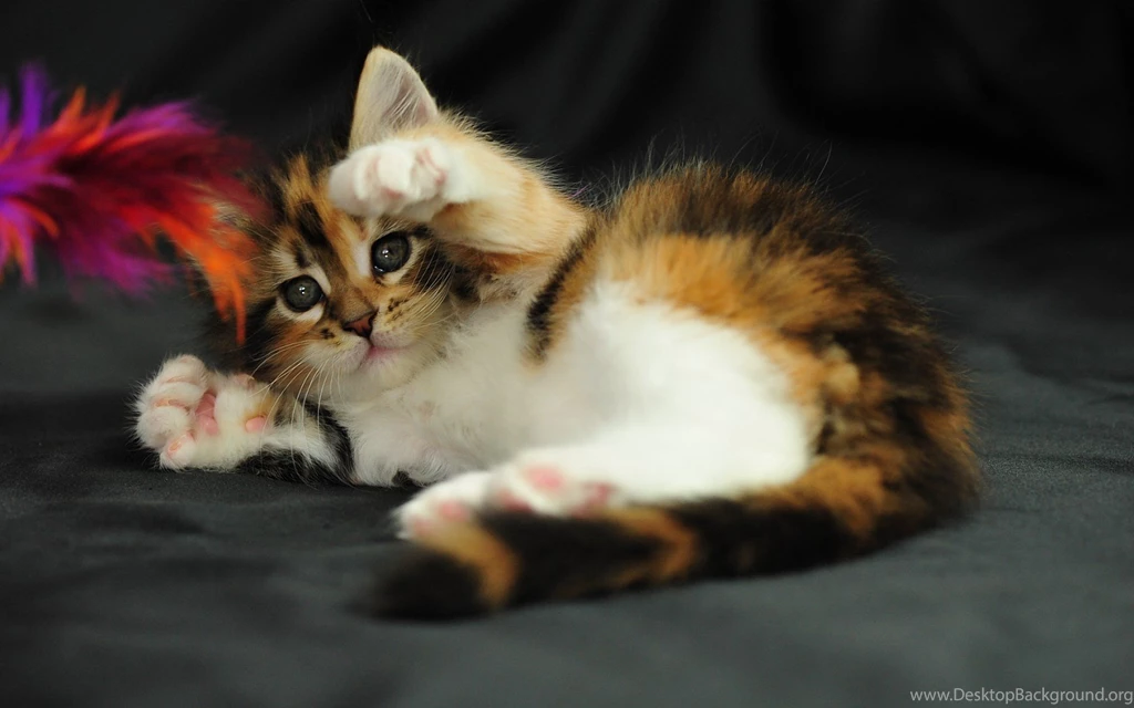 Funny Cat Wallpapers 20249 HD Wallpapers