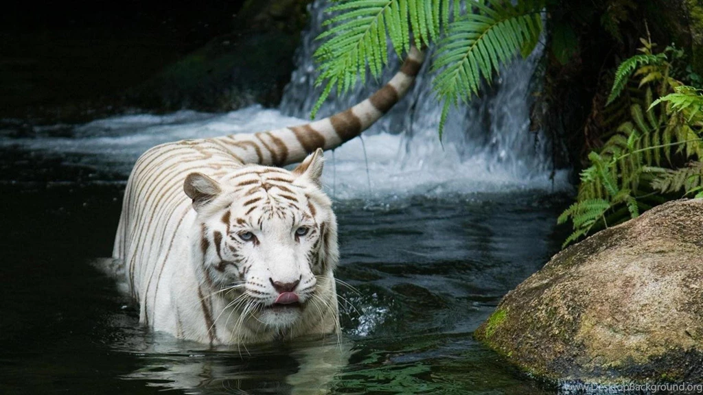 1080p Hd Wallpapers