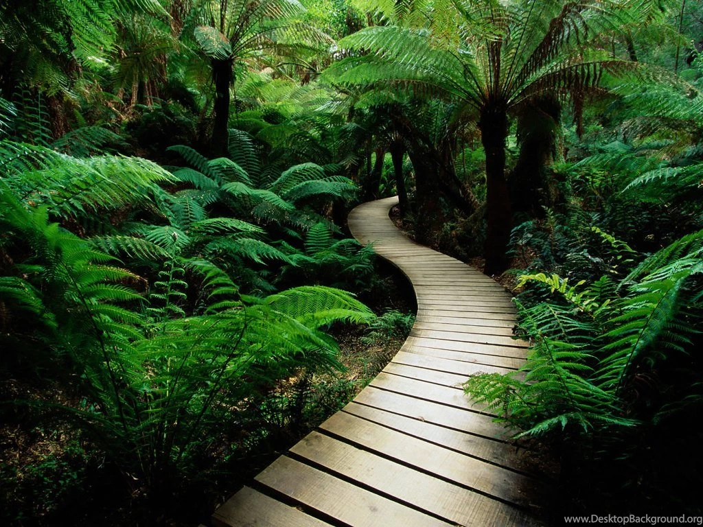 Nature Background Images